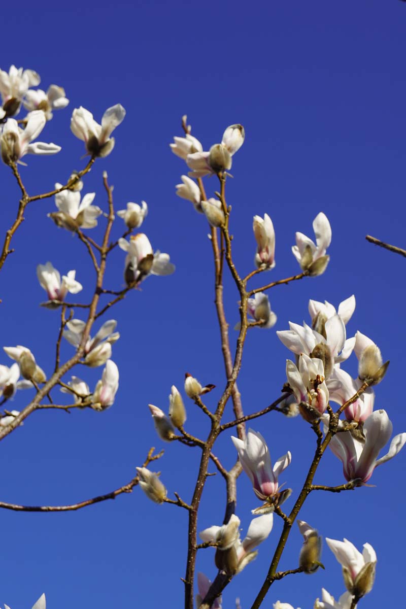 Magnolia purpurea op stam