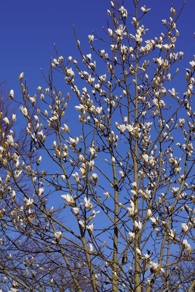 Magnolia purpurea meerstammig / struik