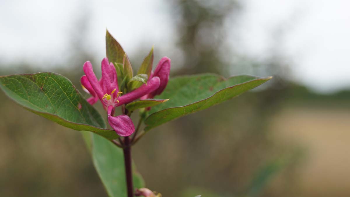 Lonicera tatarica 'Arnold Red' haagplant