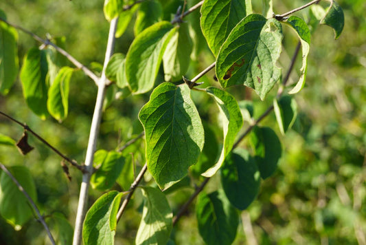 Lonicera xylosteoides meerstammig / struik