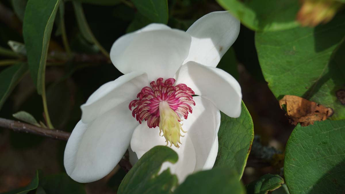 Magnolia sieboldii Tuinplanten bloem