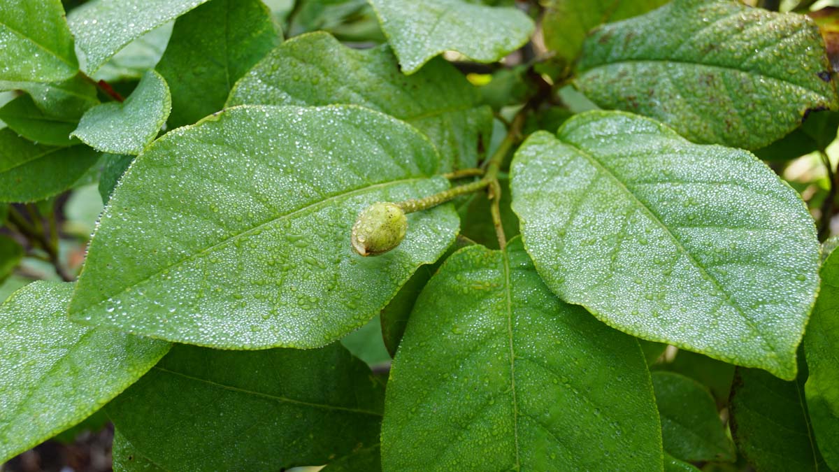 Magnolia sieboldii haagplant blad