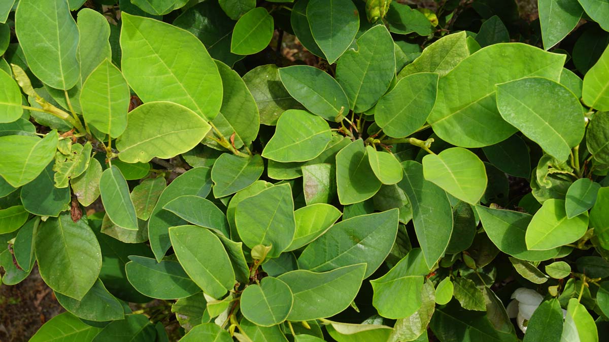 Magnolia sieboldii haagplant blad