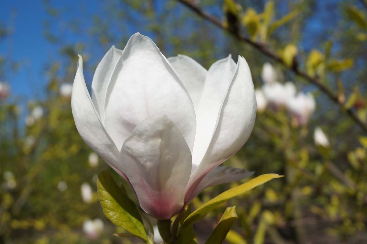 Magnolia soulangeana solitair bloem