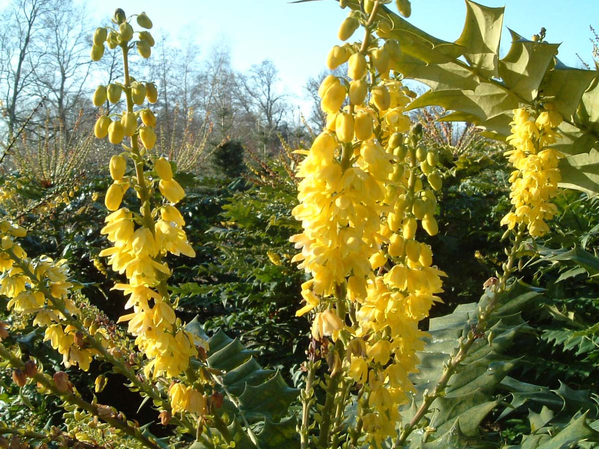 Mahonia japonica meerstammig / struik bloem