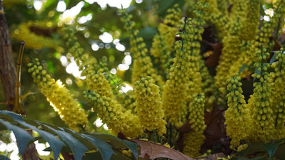 Mahonia japonica meerstammig / struik bloem