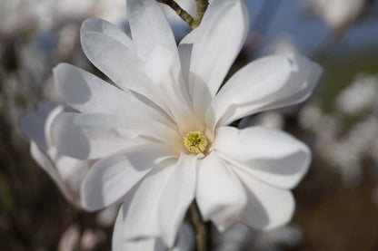 Magnolia stellata Tuinplanten bloem