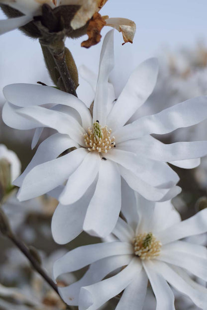 Magnolia stellata Tuinplanten bloem