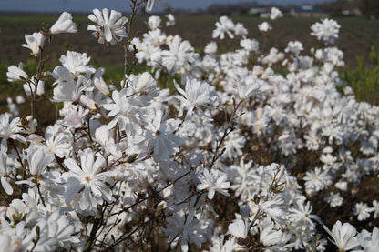 Magnolia stellata Tuinplanten bloesem