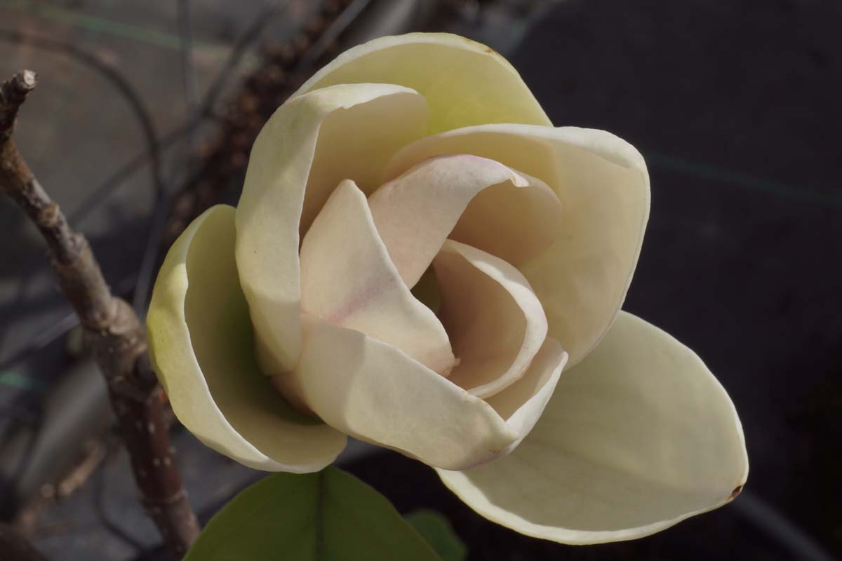 Magnolia wilsonii meerstammig / struik