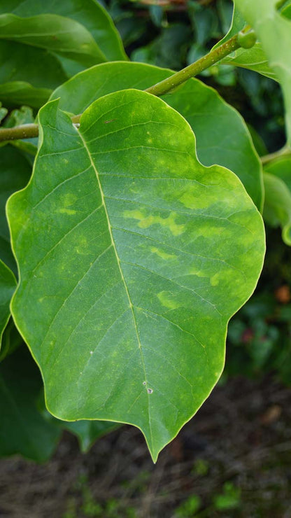 Magnolia 'Yellow Fever' Tuinplanten blad