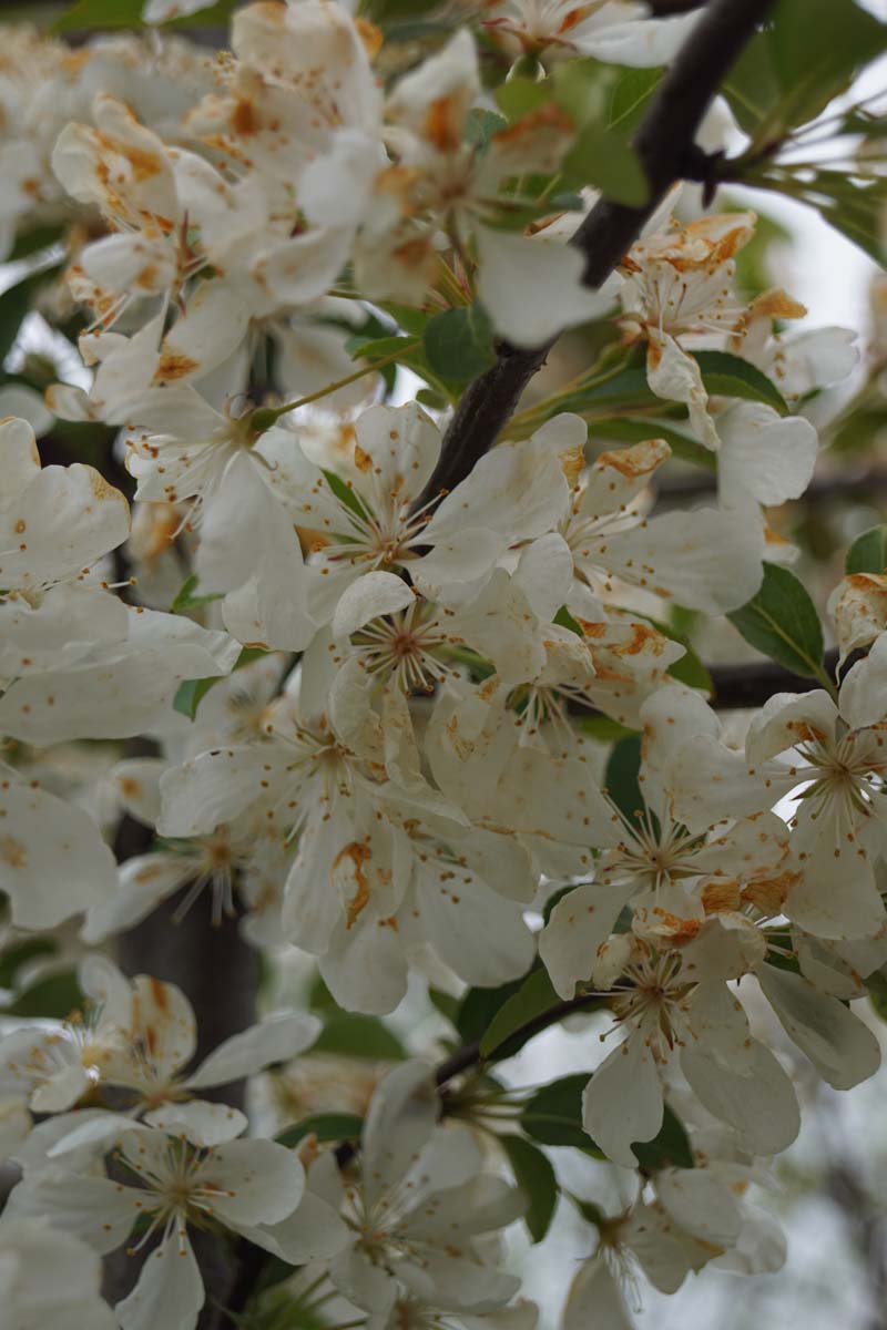 Malus 'Donald Wyman' op stam