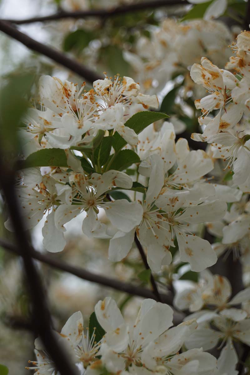 Malus 'Donald Wyman' op stam