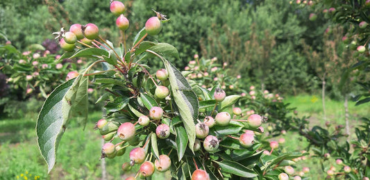 Malus 'Adirondack' op stam