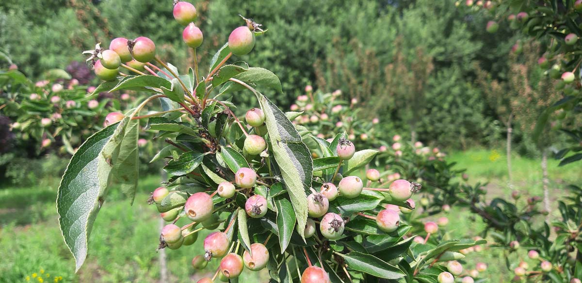 Malus 'Adirondack' Tuinplanten