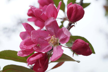 Malus 'Almey' leiboom