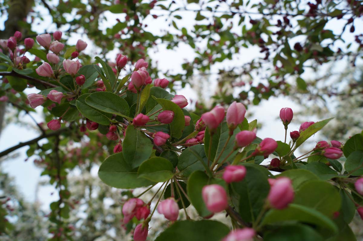 Malus 'Almey' leiboom