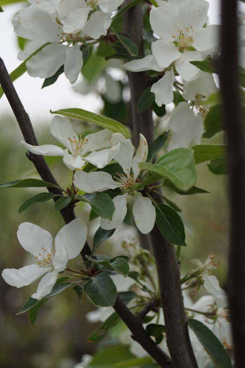 Malus 'Evereste' leiboom bloem