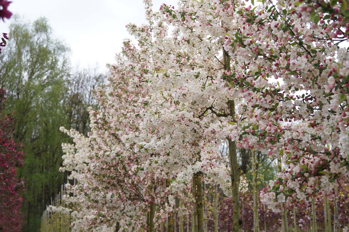 Malus 'Evereste' leiboom bloesem