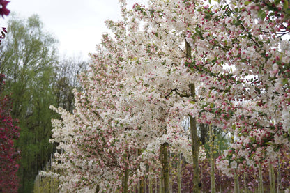 Malus 'Evereste' meerstammig / struik bloesem