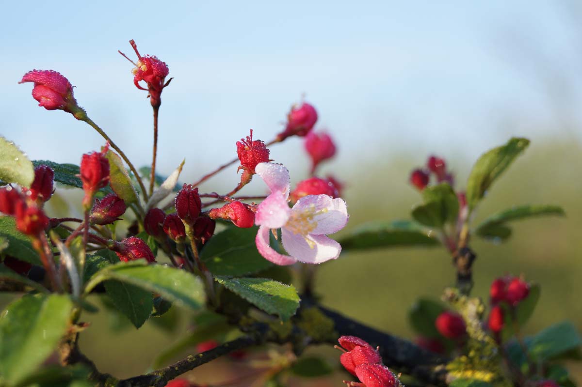 Malus floribunda dakboom