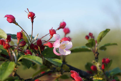 Malus floribunda solitair