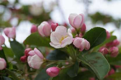 Malus 'Golden Hornet' meerstammig / struik