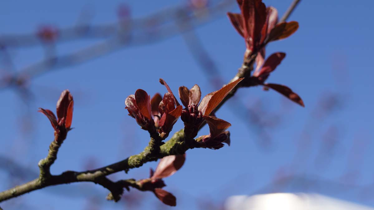 Malus 'Gorgeous' meerstammig / struik twijg