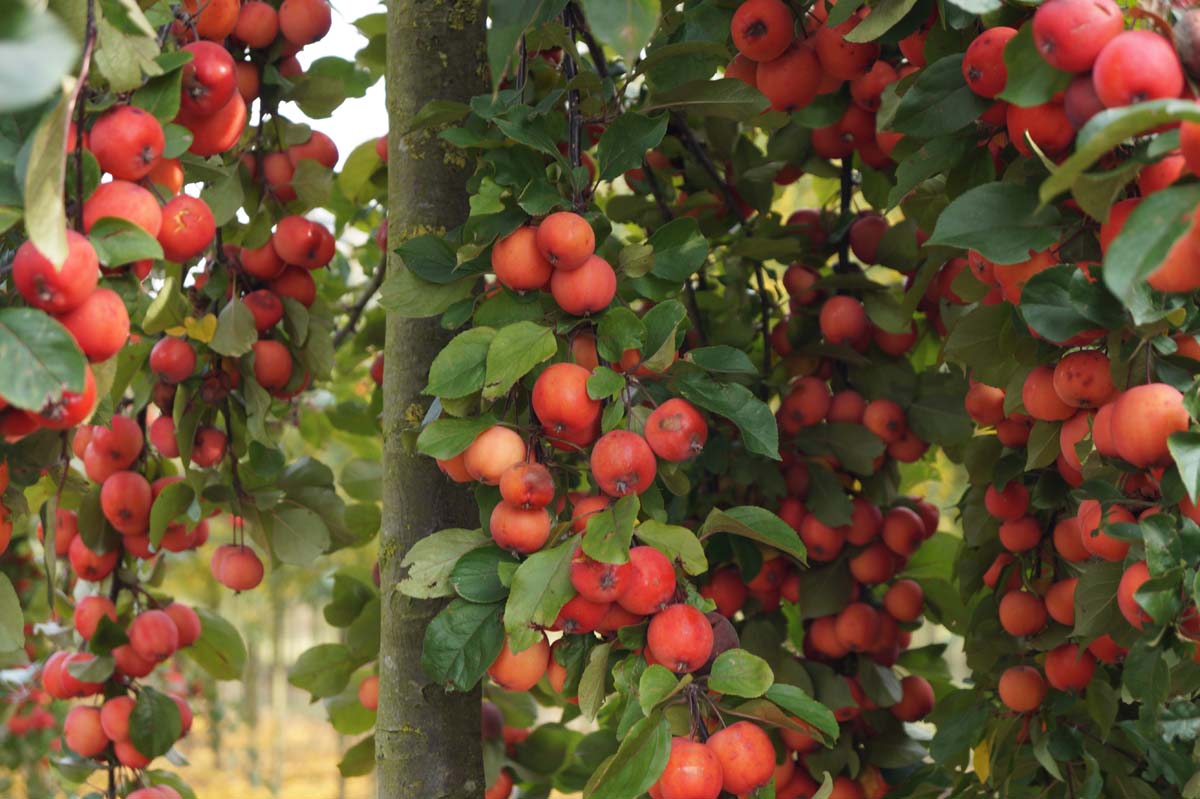 Malus 'Gorgeous' op stam sierappel