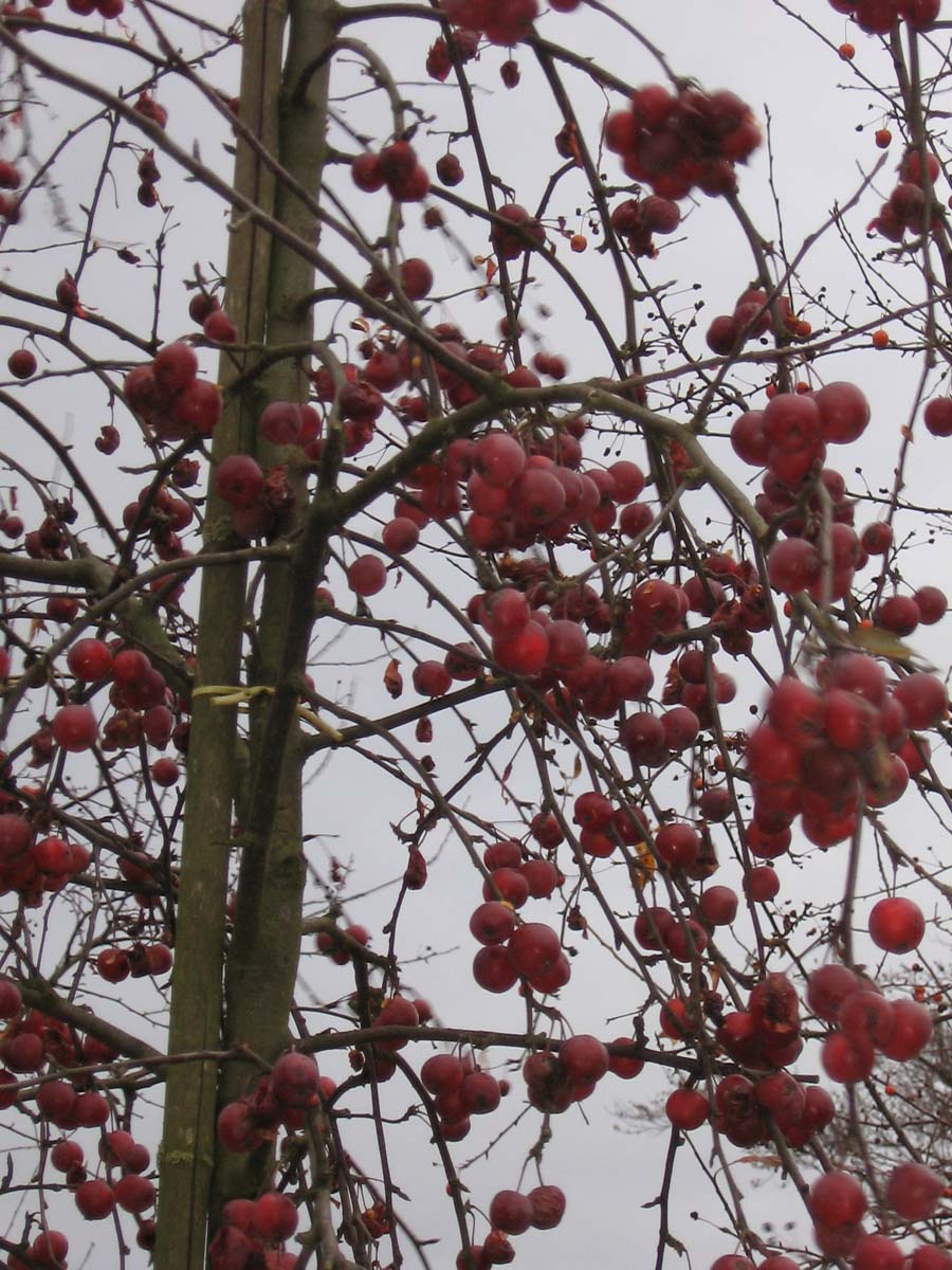 Malus 'Gorgeous' meerstammig / struik sierappel