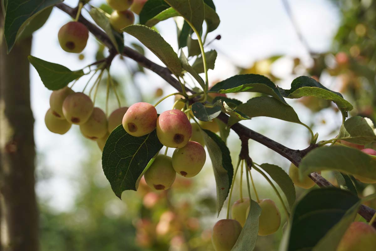 Malus 'Braendkjaer' meerstammig / struik