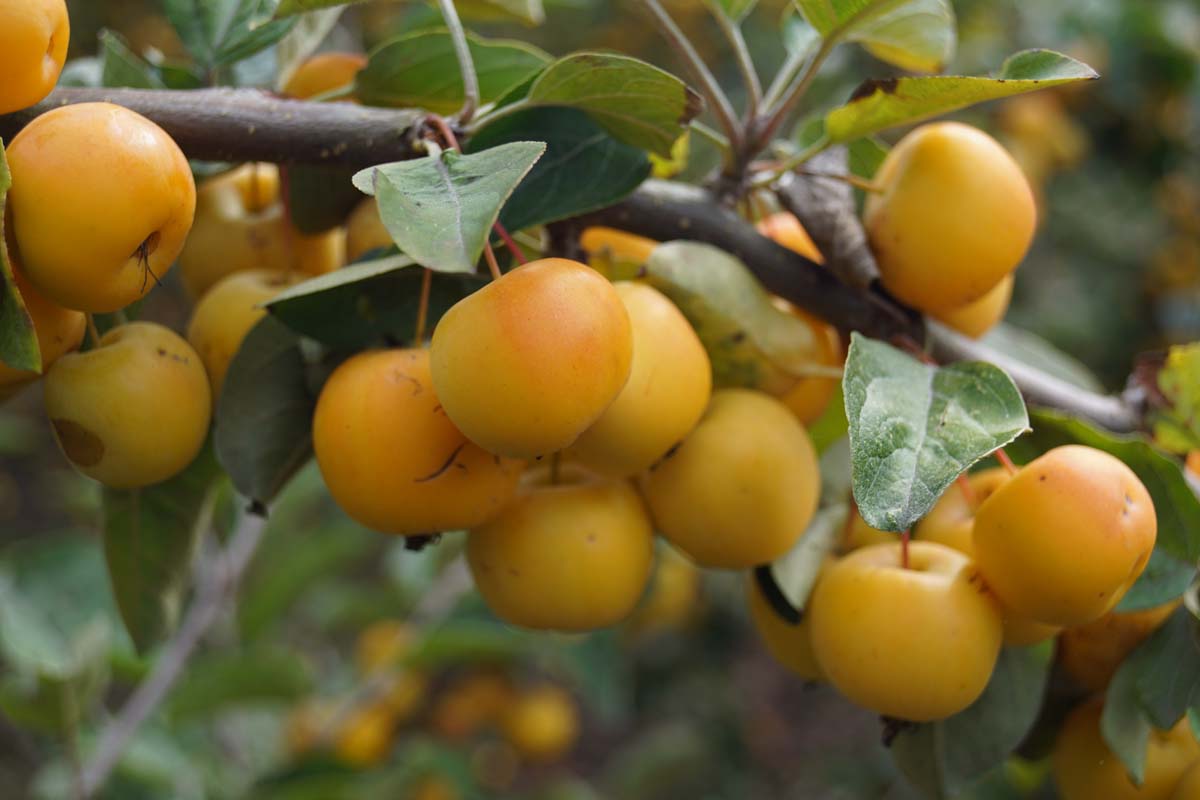 Malus 'Butterball' solitair