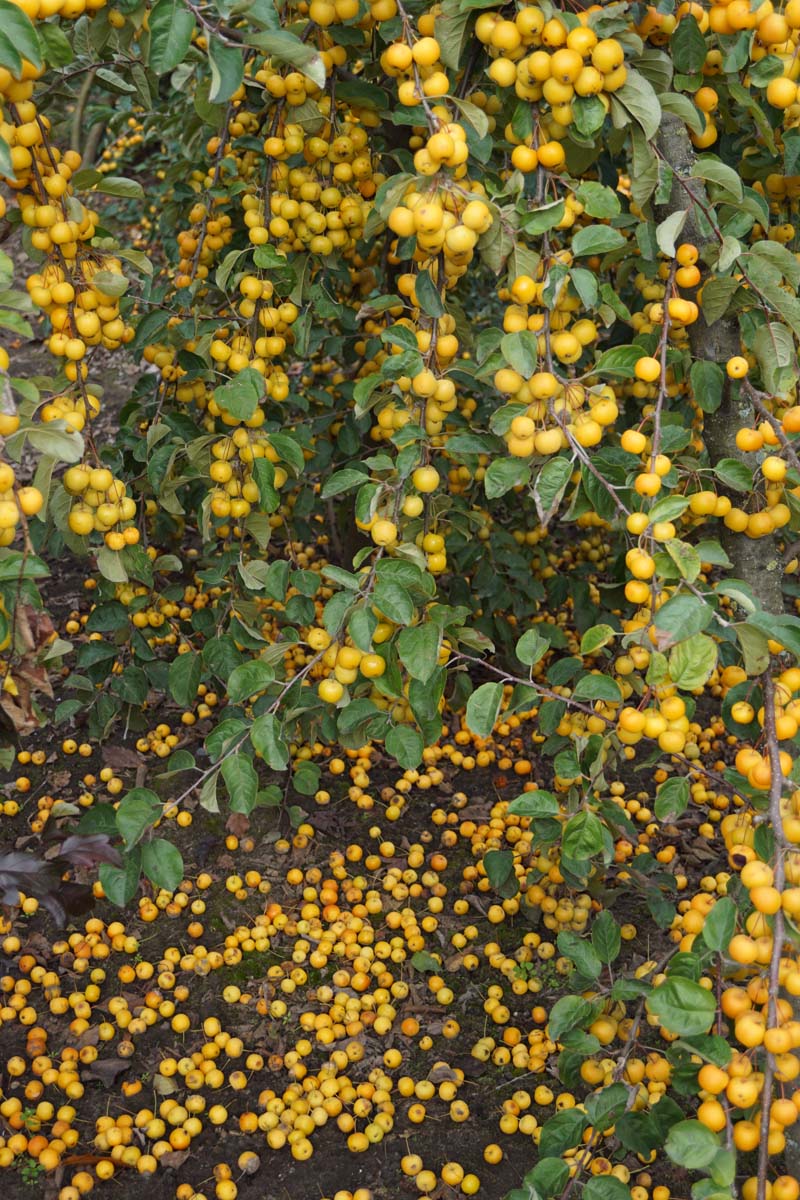 Malus 'Butterball' meerstammig / struik