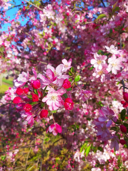 Malus 'Hillieri' op stam