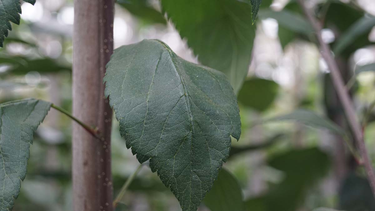 Malus 'Hillieri' op stam