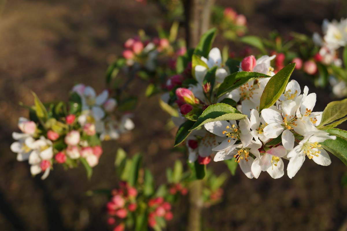 Malus baccata 'Akso' op stam