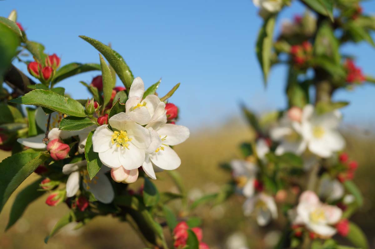 Malus baccata 'Akso' meerstammig / struik