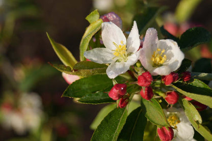 Malus baccata 'Akso' meerstammig / struik