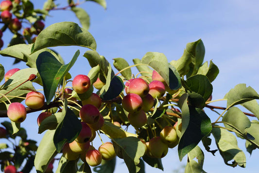 Malus baccata 'Akso' meerstammig / struik