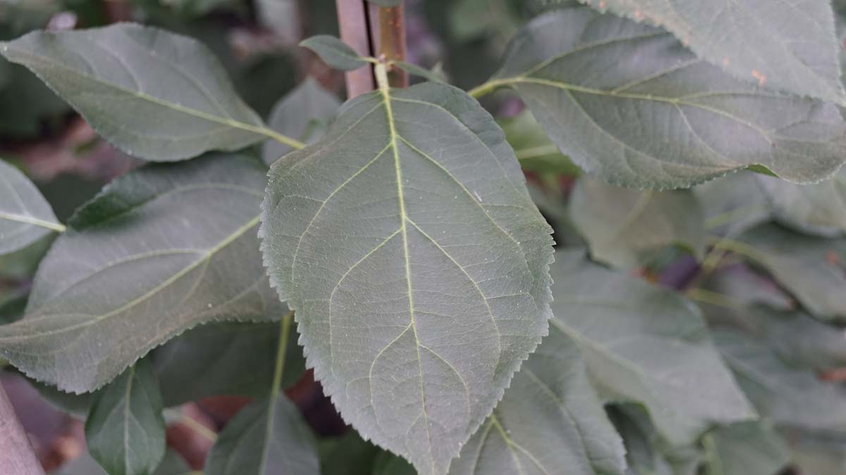 Malus baccata 'Akso' meerstammig / struik