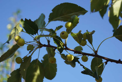 Malus baccata 'Columnaris' op stam