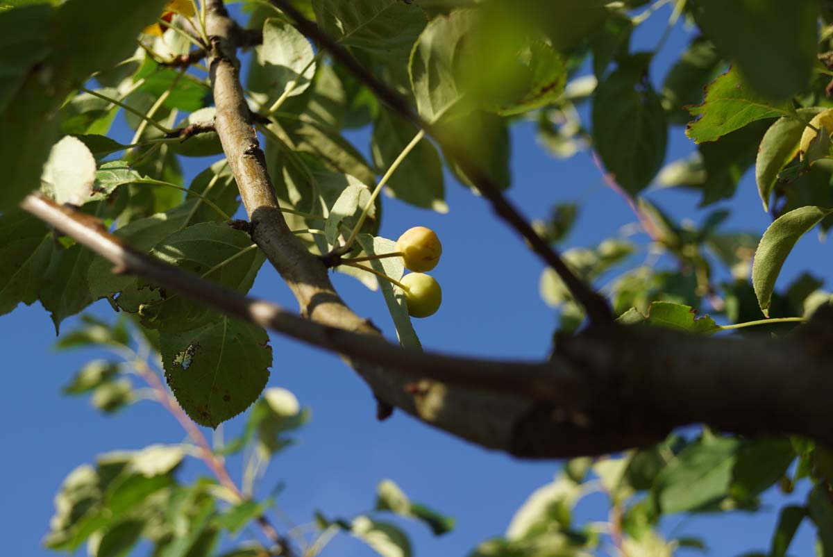 Malus baccata 'Columnaris' op stam