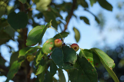 Malus baccata 'Columnaris' op stam