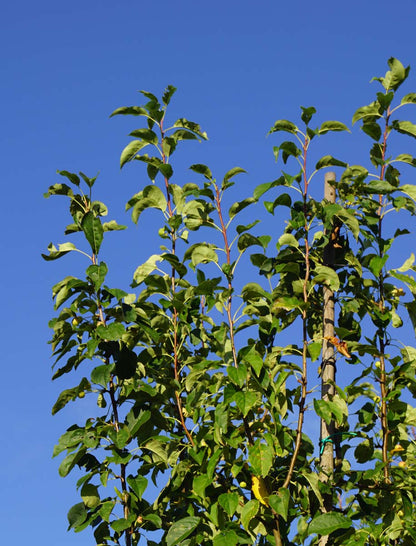 Malus baccata 'Columnaris' op stam