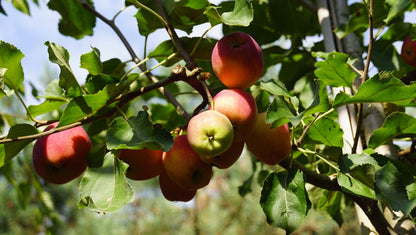 Malus 'Hyslop' leiboom