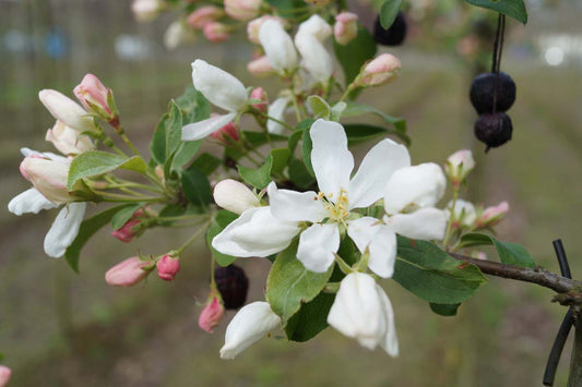 Malus baccata 'Street Parade' meerstammig / struik bloem