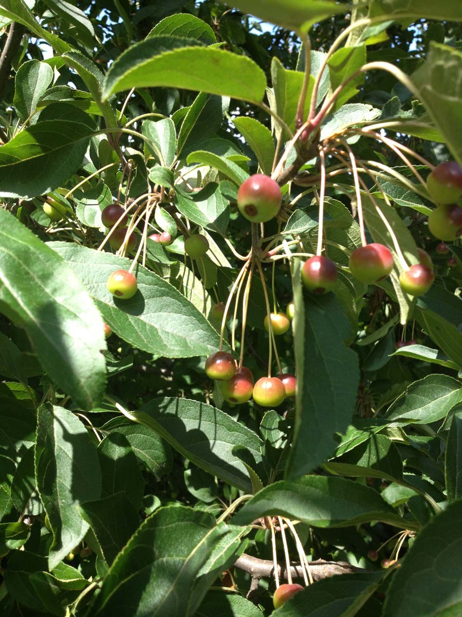 Malus hupehensis meerstammig / struik