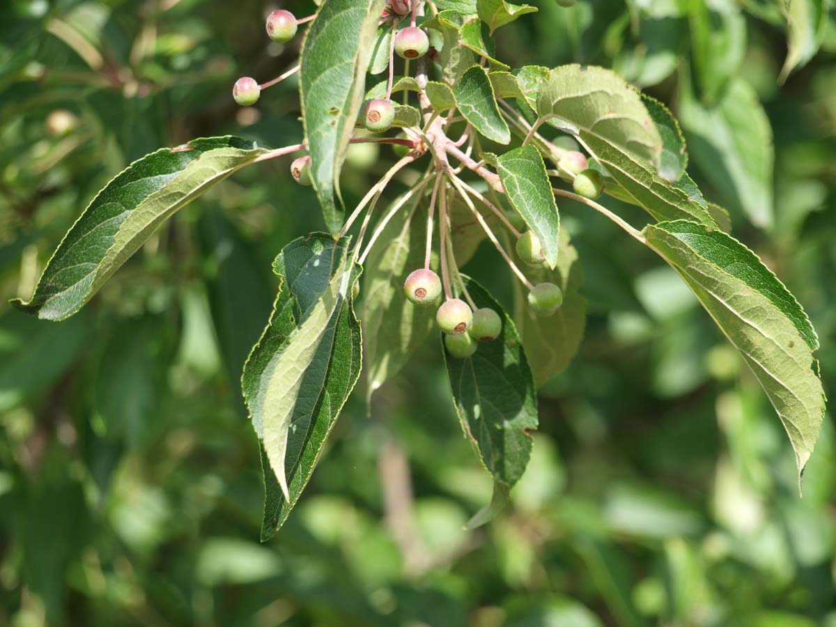 Malus hupehensis meerstammig / struik