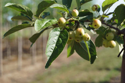 Malus 'Crittenden' op stam