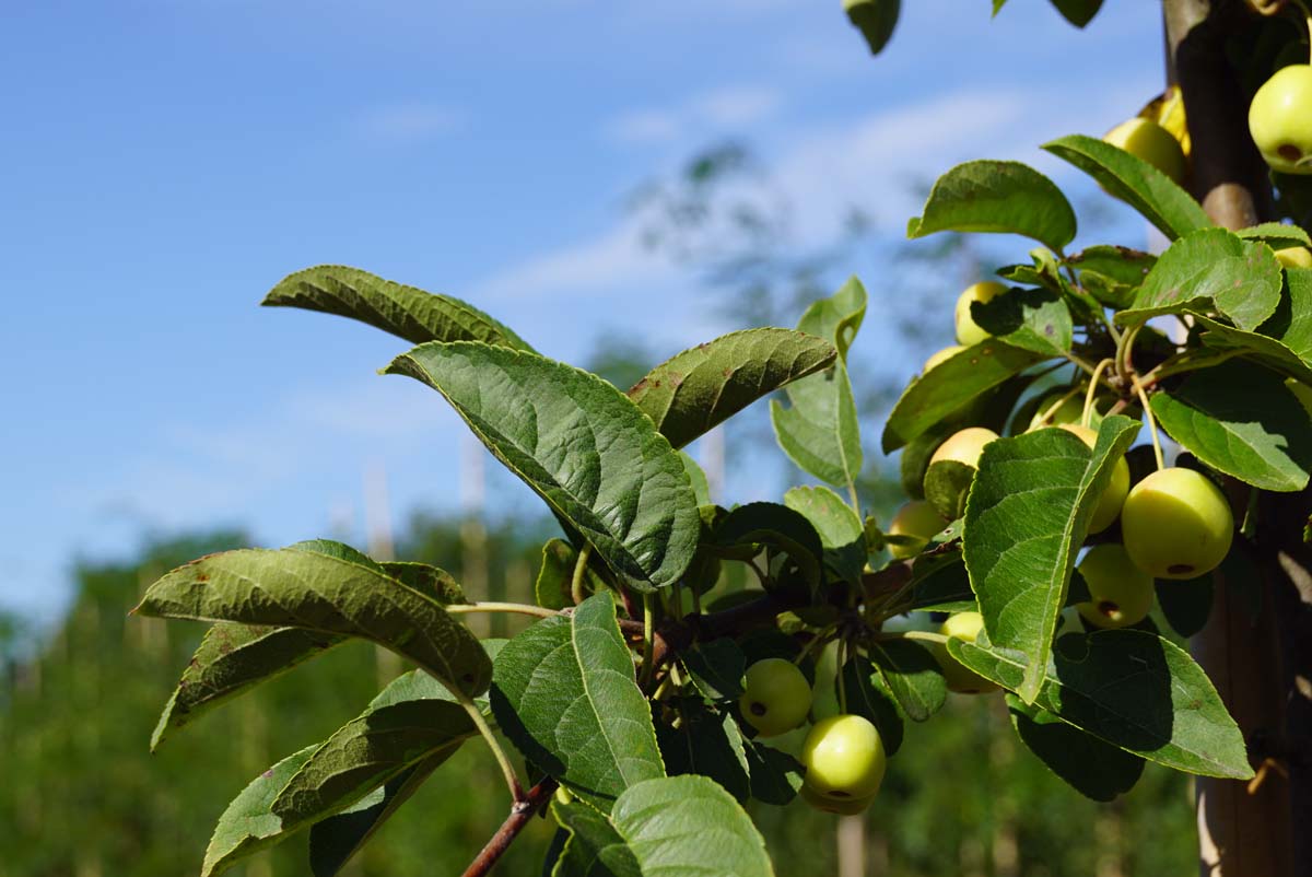 Malus 'Crittenden' op stam